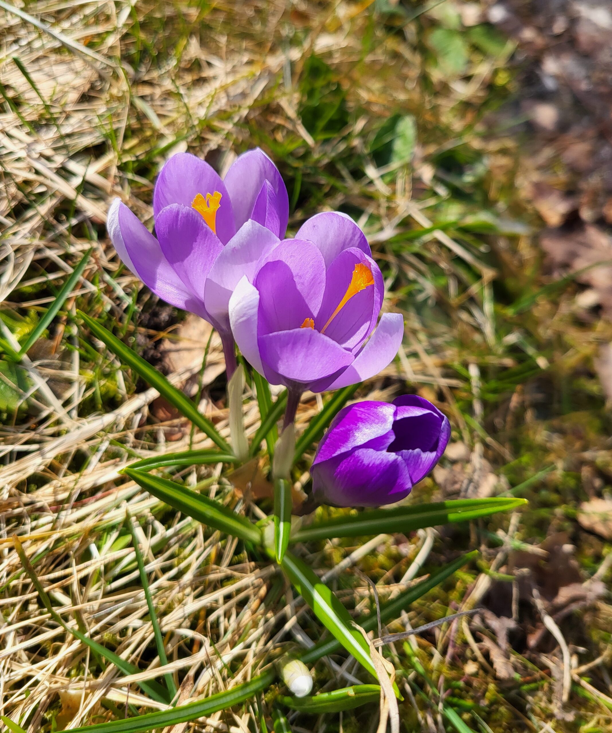 Tre krokusar